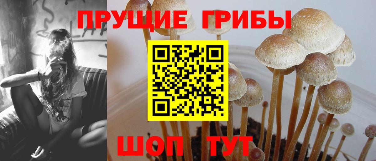 Галлюциногенные грибы MAGIC MUSHROOMS  Вход с VPN  Горно-Алтайск 